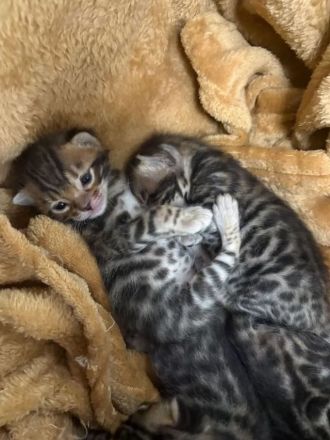 4 Bengal Kitten zur Abgabe ab Anfang Dezember