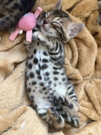 2 Wunderschöne Bengal Kitten im November abzugeben