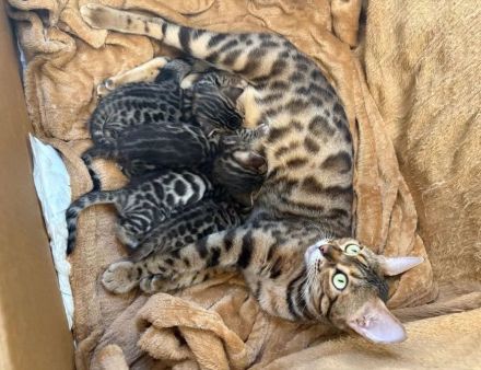 2 Wunderschöne Bengal Kitten im November abzugeben