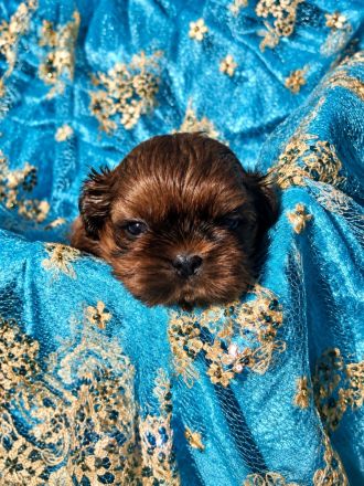 Shih Tzu Welpen