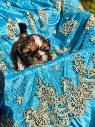 Shih Tzu Welpen