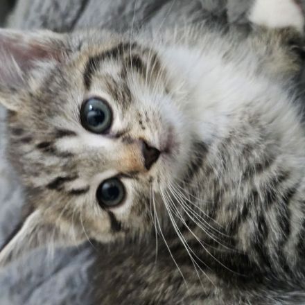 Norwegische Waldkatze Mischlinge 4 Weibchen