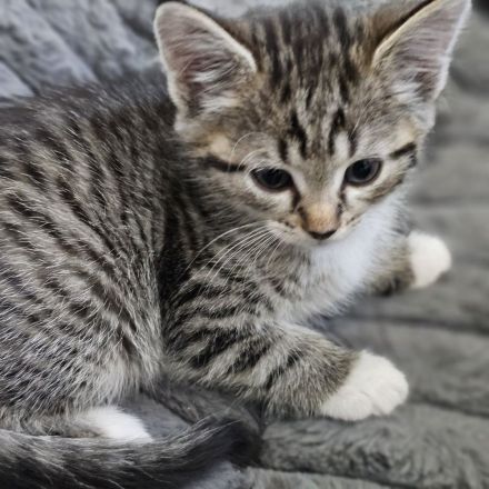 Norwegische Waldkatze Mischlinge 4 Weibchen