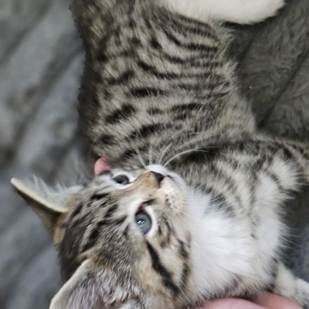 Norwegische Waldkatze Mischlinge 4 Weibchen