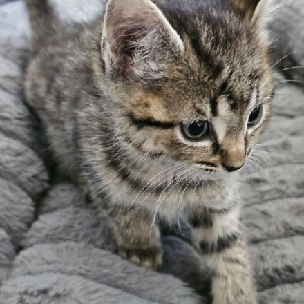 Norwegische Waldkatze Mischlinge 4 Weibchen