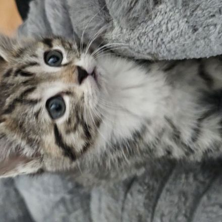 Norwegische Waldkatze Mischlinge 4 Weibchen