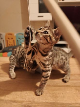 Bengal kitten