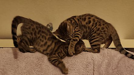 Bengal kitten