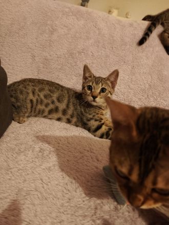 Bengal kitten
