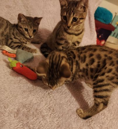 Bengal kitten
