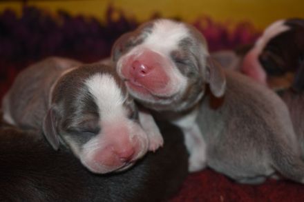 Typvolle gesunde Beagle Welpen m.P.