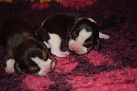 Typvolle gesunde Beagle Welpen m.P.