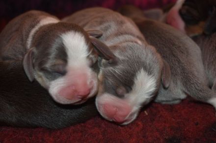 Typvolle gesunde Beagle Welpen m.P.