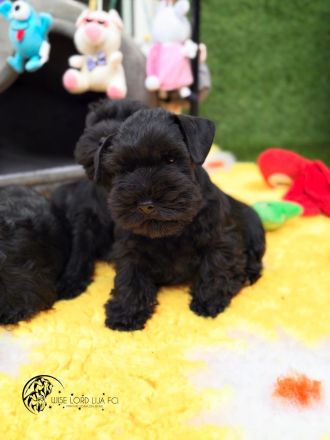 Zwergschnauzer FCI