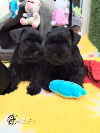 Zwergschnauzer FCI