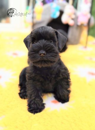 Zwergschnauzer FCI