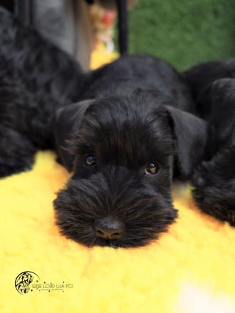 Zwergschnauzer FCI