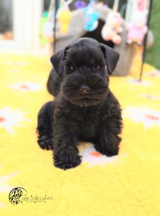 Zwergschnauzer FCI