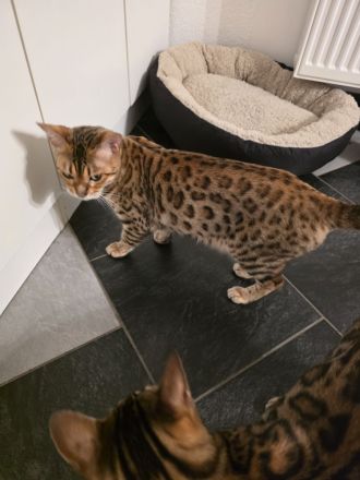 Traumhaftes Bengal-Duo