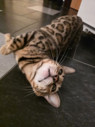 Traumhaftes Bengal-Duo