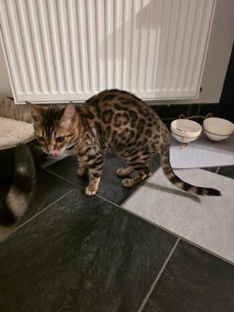 Traumhaftes Bengal-Duo