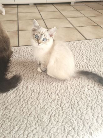 Ragdoll Kitten dürfen bald ausziehen