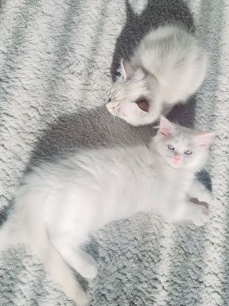 Ragdoll Kitten dürfen  ausziehen