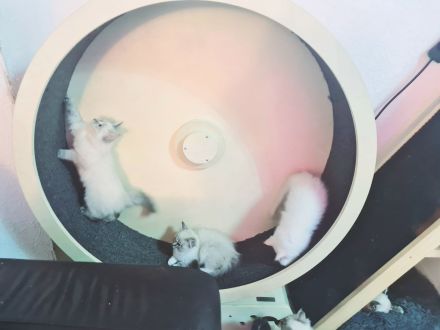 Ragdoll Kitten dürfen bald ausziehen