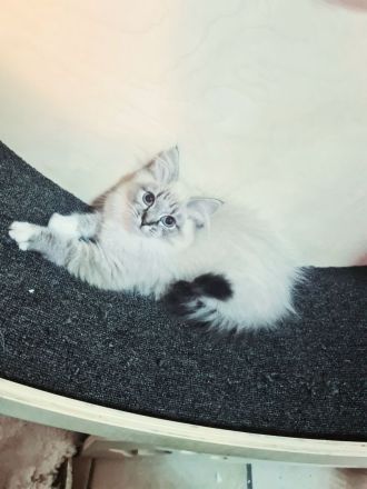 Ragdoll Kitten dürfen bald ausziehen