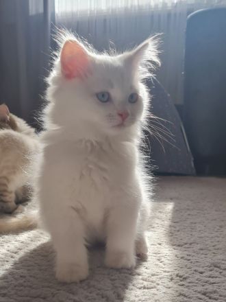 Ragdoll Kitten dürfen  ausziehen