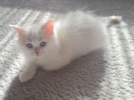 Ragdoll Kitten dürfen  ausziehen