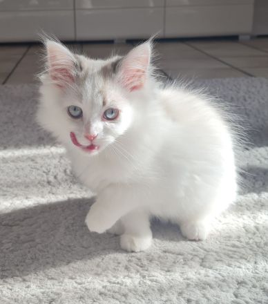 Ragdoll Kitten dürfen  ausziehen