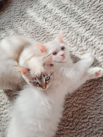 Ragdoll Kitten dürfen bald ausziehen