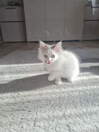 Ragdoll Kitten dürfen bald ausziehen