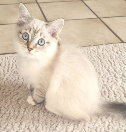 Ragdoll Kitten dürfen  ausziehen