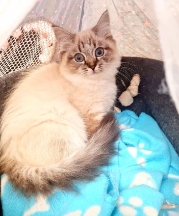 Ragdoll Kitten dürfen  ausziehen