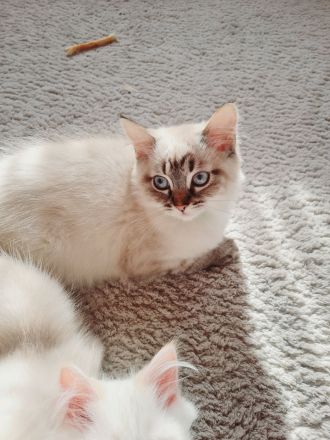 Ragdoll Kitten dürfen bald ausziehen
