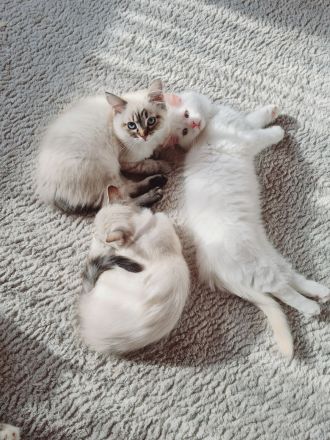 Ragdoll Kitten dürfen bald ausziehen