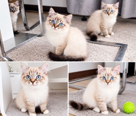 Ragdoll Kitten dürfen  ausziehen