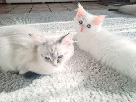 Ragdoll Kitten dürfen bald ausziehen