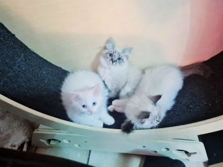 Ragdoll Kitten dürfen bald ausziehen