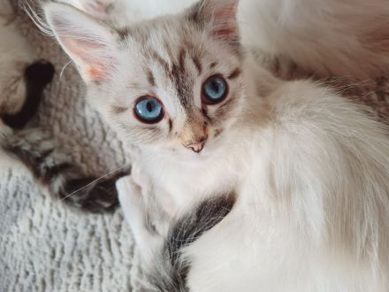 Ragdoll Kitten dürfen bald ausziehen