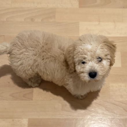 Maltipoo