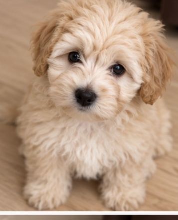 Maltipoo Welpe