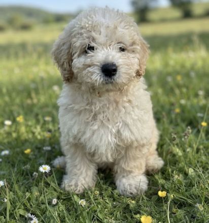 Maltipoo