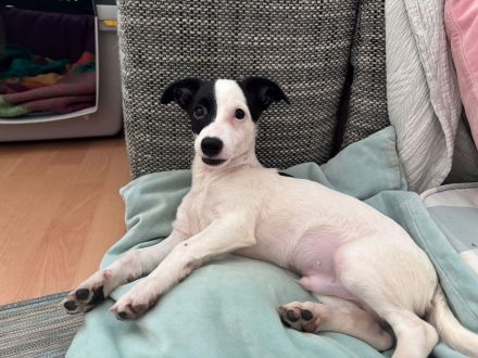 Nolito, männlicher Terrier-Mix, zur Pflege in 10555 Berlin