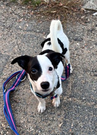 Nolito, männlicher Terrier-Mix, zur Pflege in 10555 Berlin