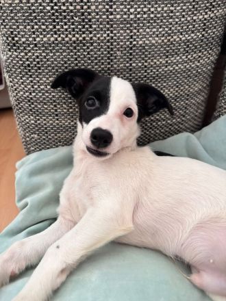 Nolito, männlicher Terrier-Mix, zur Pflege in 10555 Berlin