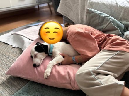 Nolito, männlicher Terrier-Mix, zur Pflege in 10555 Berlin