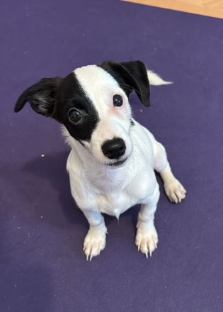Nolito, männlicher Terrier-Mix, zur Pflege in 10555 Berlin